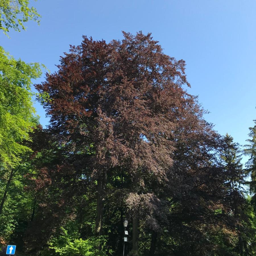 Palac Paulinum Jelenia Gora Luaran gambar